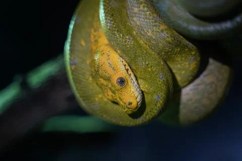 Green tree python on branch of tree. Stock Photos