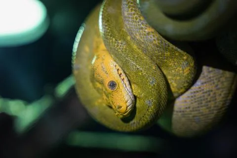 Green tree python on branch of tree. Photos