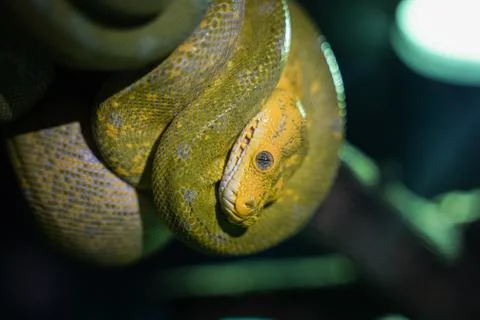 Green tree python on branch of tree. Foto stock