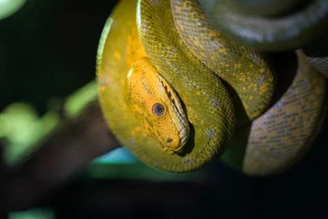 Green tree python on branch of tree. Foto stock