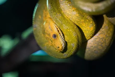 Green tree python on branch of tree. Photos