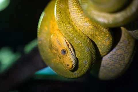 Green tree python on branch of tree. Photos
