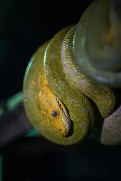 Green tree python on branch of tree. Stock Photos