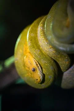 Green tree python on branch of tree. Stock Photos