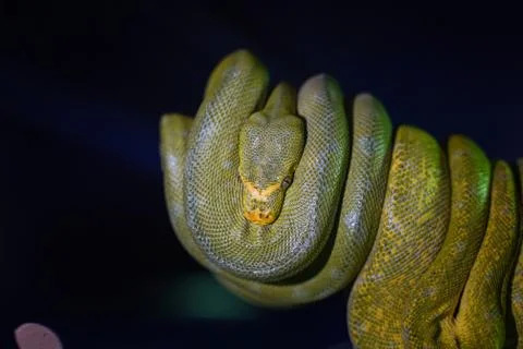 Green tree python on branch of tree. Foto stock