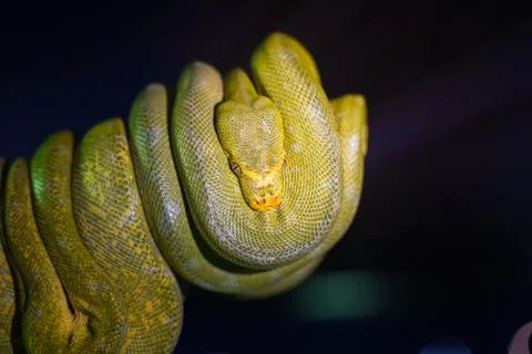 Green tree python on branch of tree. Foto stock