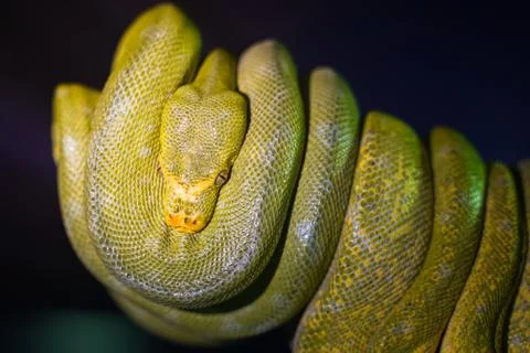 Green tree python on branch of tree. 写真素材