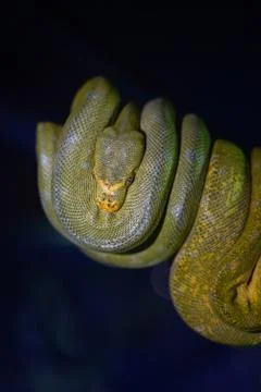 Green tree python on branch of tree. Stock Photos