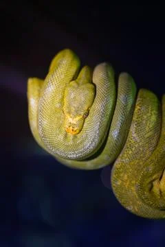 Green tree python on branch of tree. Stock Photos