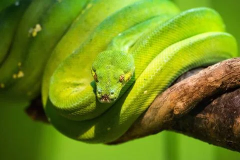 Green tree python A bright green snake that can reach 2 metres in length C... Foto stock