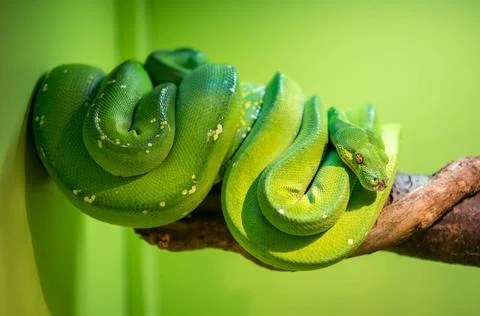 Green tree python A bright green snake that can reach 2 metres in length C... Foto stock