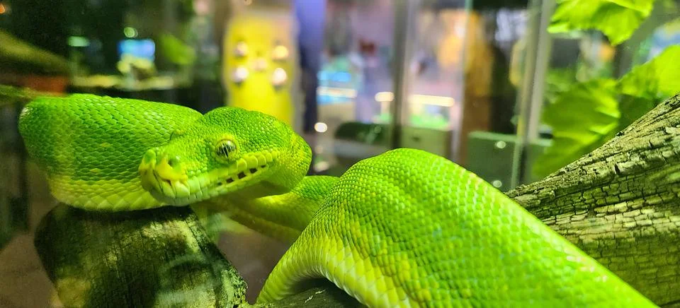 Green Tree Python at Central Phuket Floresta, Thailand - November 2023 Stock Photos