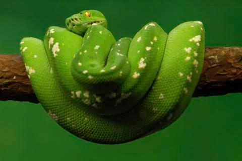Green tree python (chondropython viridis) Stock Photos
