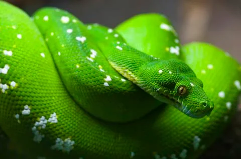Green tree python (chondropython viridis, morelia viridis) Stock Photos