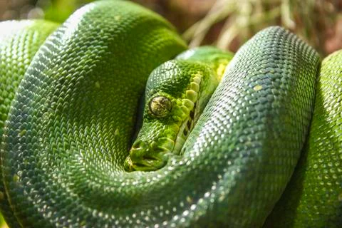 Green Tree Python Chondropython viridis captive Stockfoto's