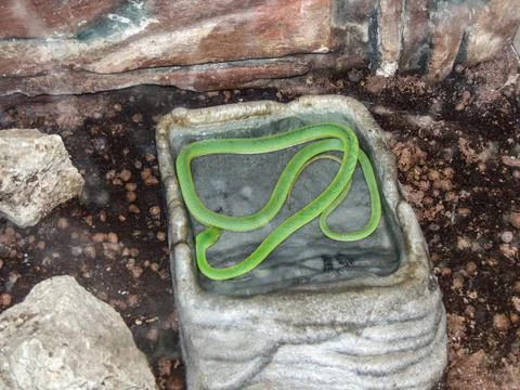 Green tree python (Chondropython viridis) snake 库存照片