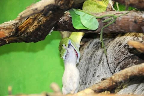 Green tree python (Chondropython viridis), feeding, Captive, A green snake is Foto stock