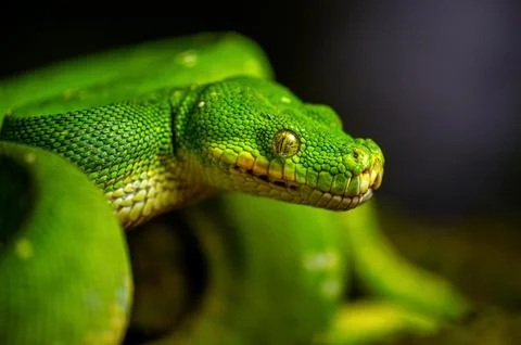Green Tree Python. Close-up detail of snakes head Stockfoto's