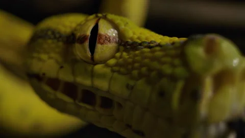 Green tree python close up eyeball 스톡 동영상 171139483