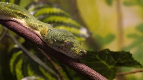 Green Tree Python Close-Up Stock Footage 62809703