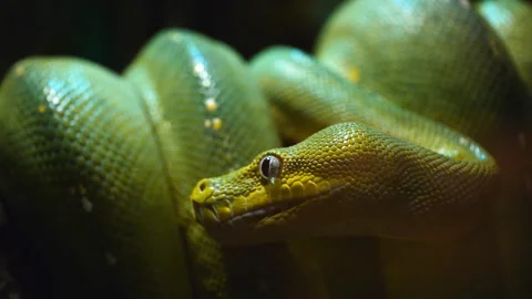 Green tree python close up Stock Footage 132615456