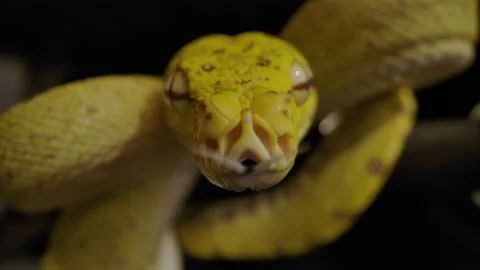Green tree python close up macro tongue flick Video stock 171139466