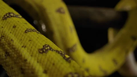 Green tree python close up scales Video stock 171139461