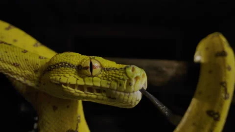 Green tree python close up side profile on branch Video stock 171139458