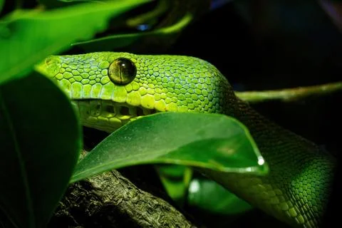 Green tree python close-up on tree branch, Morelia viridis. 스톡 사진
