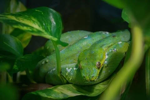 Green tree python Close-up view of a green tree python. Morelia viridis. C... Foto stock