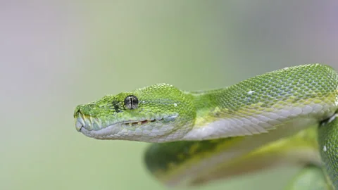 Green tree python close-up with vivid scales and focused eyes on a blurred Stock Footage 291859010