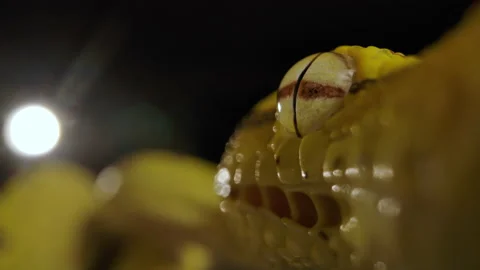Green tree python closeup eyeball Video stock 171139457