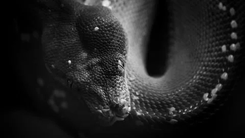 Green tree python closeup in low key shadows Foto stock