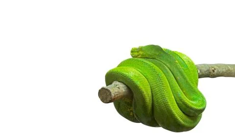 Green Tree Python Coiled Around a Branch on White Background, Clipping Path 스톡 사진
