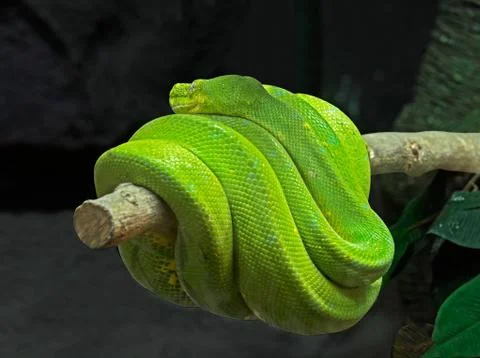 Green Tree Python Coiled Around a Branch 写真素材