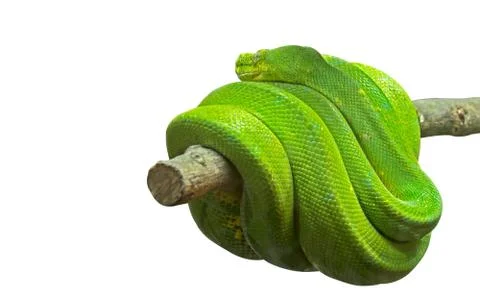 Green Tree Python Coiled Around a Branch on White Background with Clipping Pa 스톡 사진