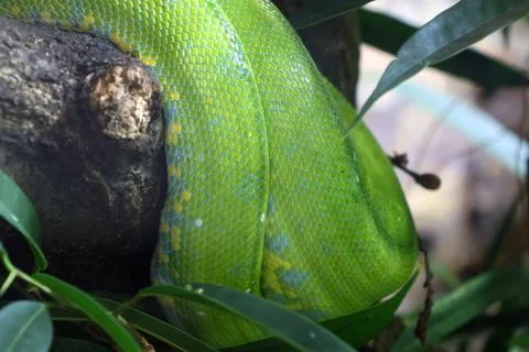 Green tree python coiled around a branch surrounded by lush green foliage i.. Foto stock