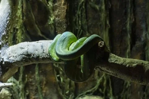 Green Tree Python Coiled Around a Branch in Tropical Rainforest Terrarium Фото