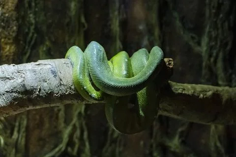 Green Tree Python Coiled Around a Branch in Tropical Rainforest Terrarium 스톡 사진