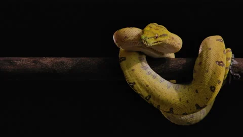 Green tree python coiled on a branch Video stock 171139437
