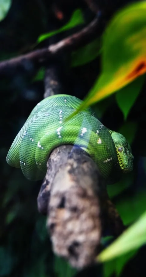 Green Tree Python Coiled on Branch in Lush Jungle Stock Footage 328092901