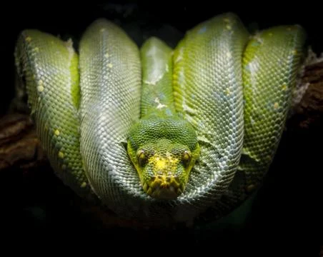 Green tree python coiled on a branch. Morelia viridis. 스톡 사진