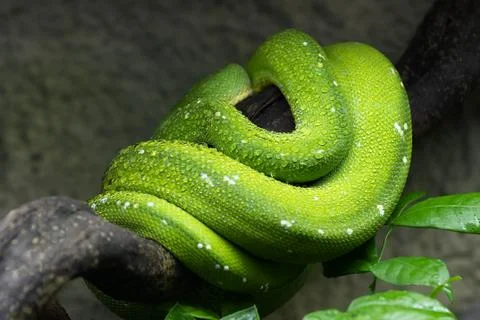 Green Tree Python Coiled Up On Branch Foto stock