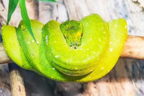 Green tree python coiled on a branch. Morelia viridis Foto stock
