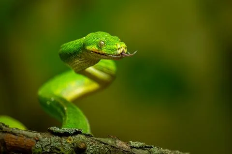 Green Tree Python Coiled on Branch. A snake with its tongue out ready to atta Photos