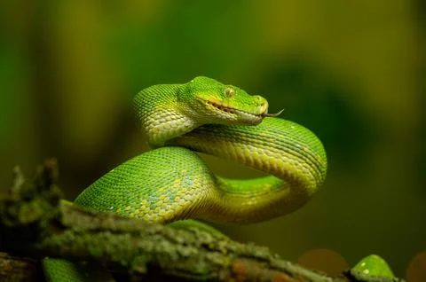 Green Tree Python Coiled on Branch with green blurred background. Dangerous 写真素材
