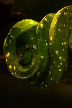 Green Tree Python Coiled on Branch with green blurred background. Dangerous.. Stock Photos