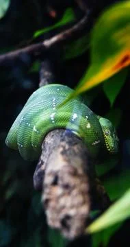 Green Tree Python Coiled on Branch in Lush Jungle Foto stock