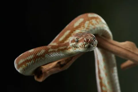 Green Tree Python Coiled Close-up Foto stock