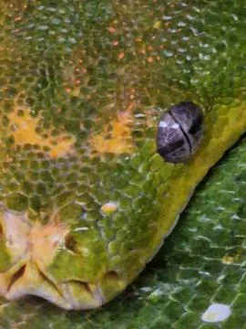 Green tree python coiled tightly on a branch Stock Photos
